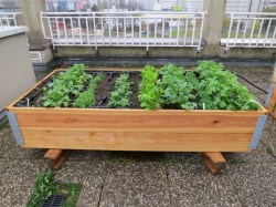 Terrassenbeet 100 x 200 cm, 34 cm Höhe Holzbeet für Terrasse